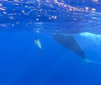 Маврикий - очень китовый тур