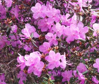 Эксклюзивный джип тур. Цветущий Алтай, с комфортом.