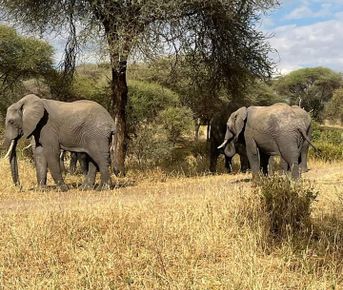 По следам величия: от Самбуру до реки Мара — кенийская сафари-одиссея