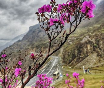 Майские фиолетовые