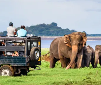Шри-Ланка за 8 дней с сафари: Коломбо - Удавалаве - Сигирия (индивидуально)