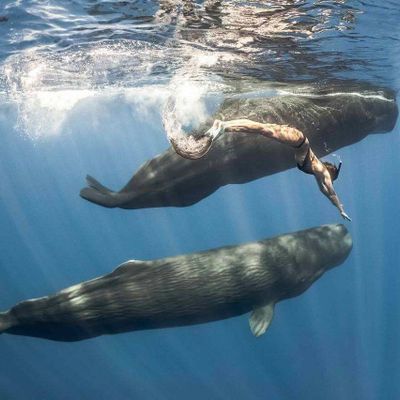 THE TREASURE OF MAURITIUS - HUMPBACK WHALES AND SPERM WHALES · tours ...