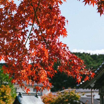 Momiji: Japan's Spectacular Red Leaf Maple Trees - Sakuraco