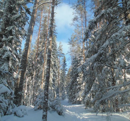 Skiing. For Winter on the Smorodinka River.
