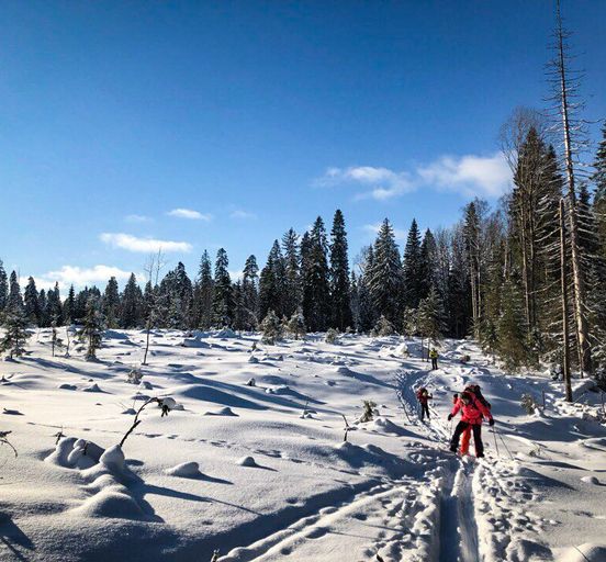 A winter fairy tale on the Karelian Isthmus. Weekend hike to Orekhovo.