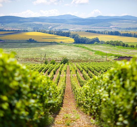 “Russian Tuscany” wine tour