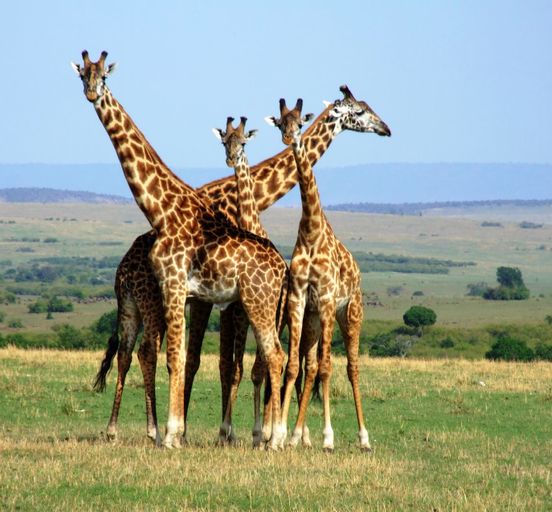 “3 days in Masai Mara” safari