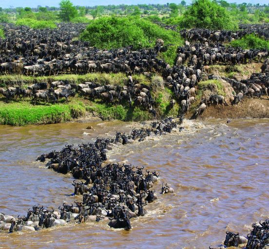 Kenya: The Great Wildlife Migration