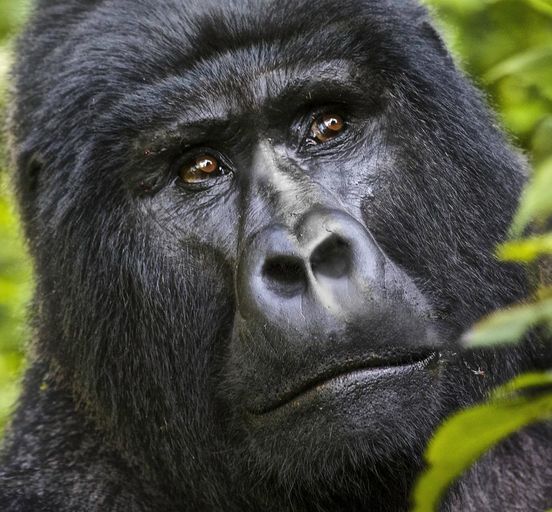 6 Days Gorilla and wildlife Safari