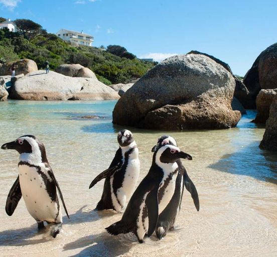Penguins in Africa! Safari and ocean 