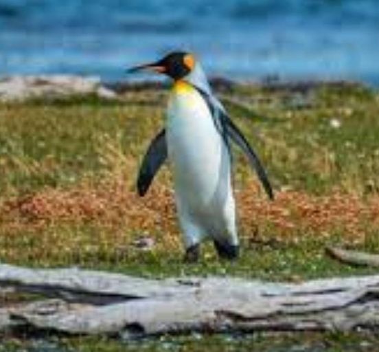 5 Days Discovering of Punta Arenas & The Strait of Magellan!