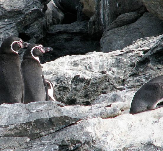5 Days Exploration @ Elqui Valley & Humboldt Penguins National Reserve