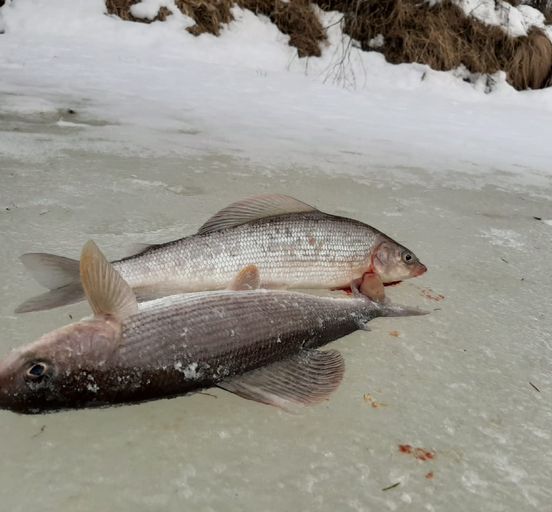 Winter fishing for grayling in the Republic Komi