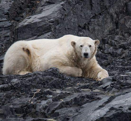 НОВАЯ ЗЕМЛЯ:Морская экспедиция на острова Матвеев, Вайгач 