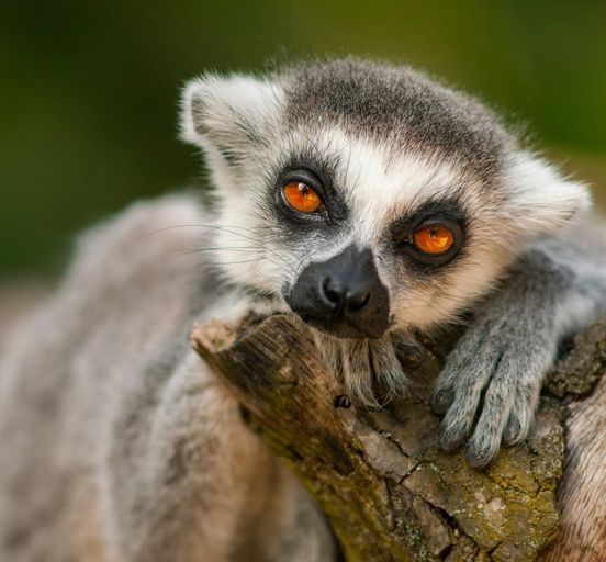 Madagascar. Treasures of the islands of lemurs