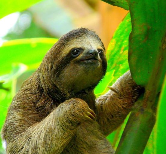 Costa Rica. Jungle, waterfalls and beaches