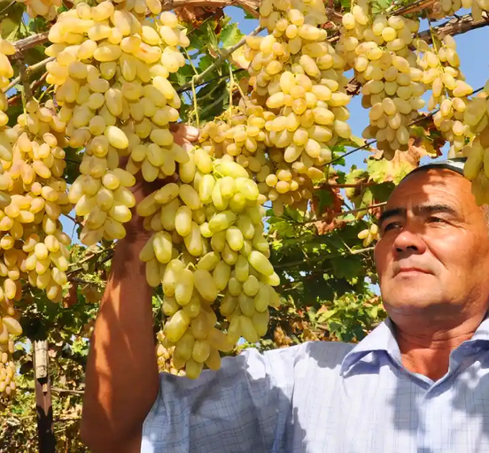 WINE TASTING TOUR TO UZBEKISTAN “SUN IN A GLASS”