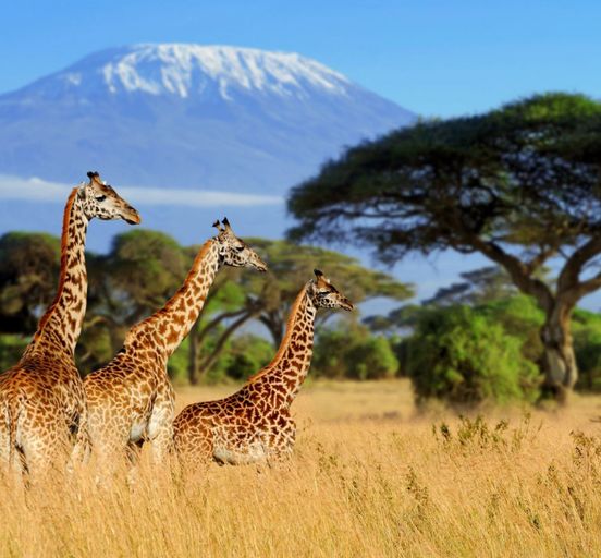 Kenya. African safari 