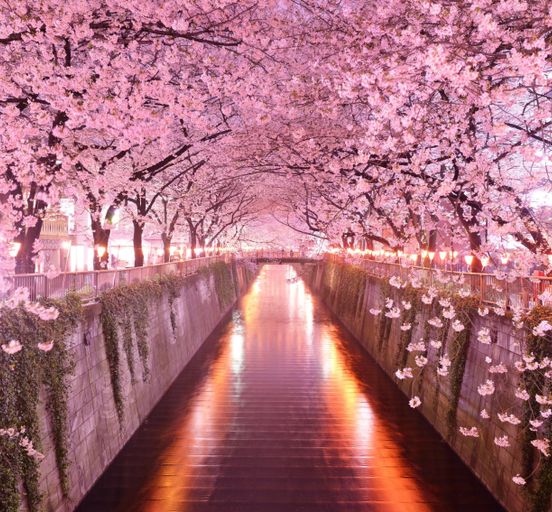 Japan: cherry blossoms