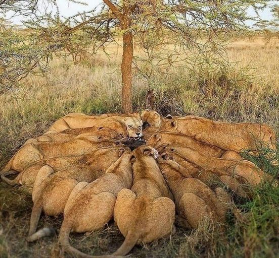 12 DAYS OF KENYA AND TANZANIA SAFARI