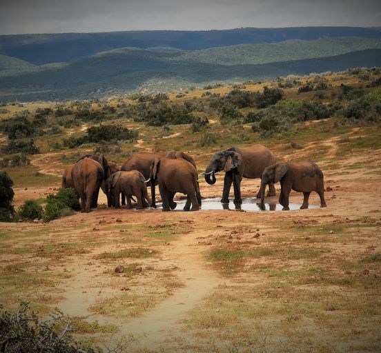 In the heart of South Africa: trekking, safaris and the ocean