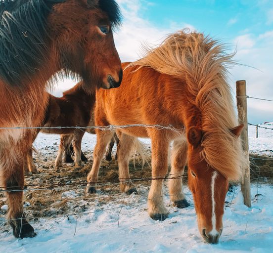 Winter Iceland in comfort! Hotel and relaxed itinerary!