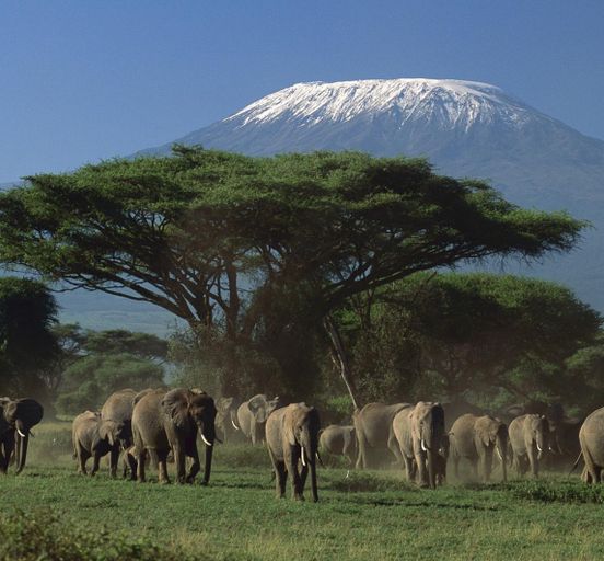 THE GREAT ANIMAL MIGRATION IN KENYA