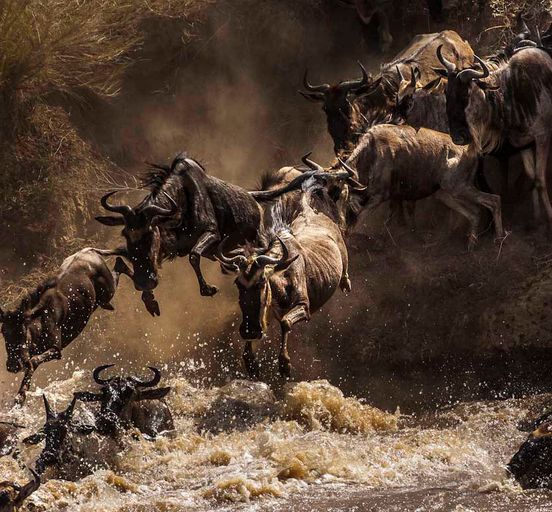 TANZANIA: Expedition with professional photographer to the Great Migration