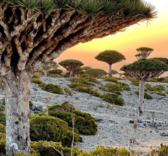 Socotra — Dragon Island