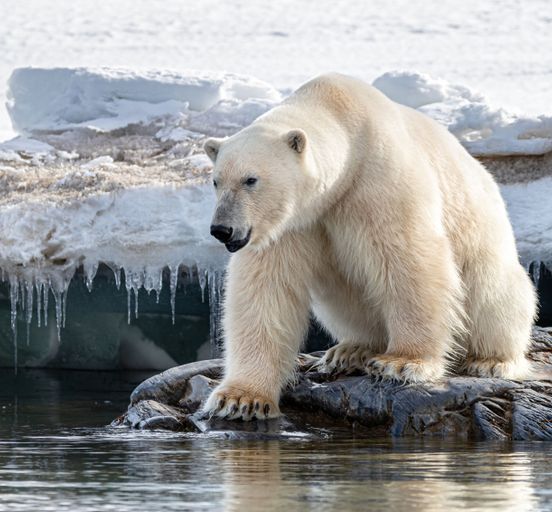 Marine expedition around Svalbard: polar bears, icebergs and fjords