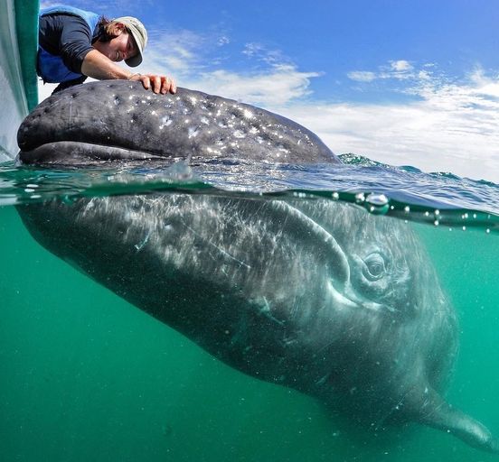 Whale kiss, Yucatan and Caribbean holidays