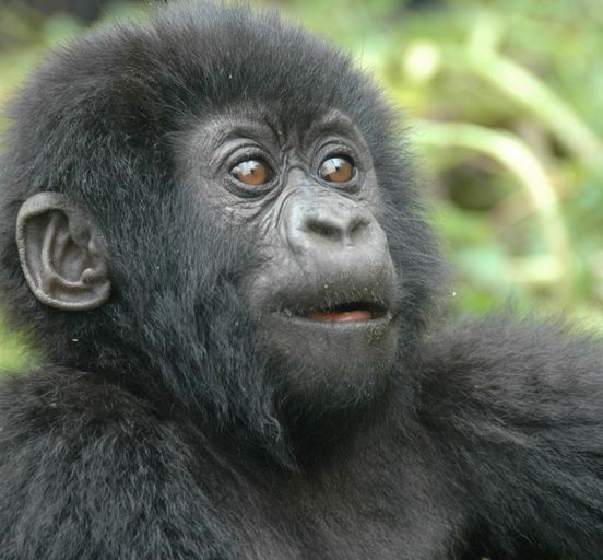 10 Day Uganda Chimpanzee and Gorilla Trekking Excursion