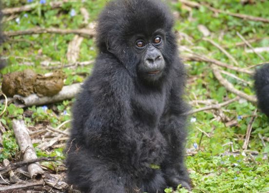 10 day Rwanda complete – Primates and safari Rwanda