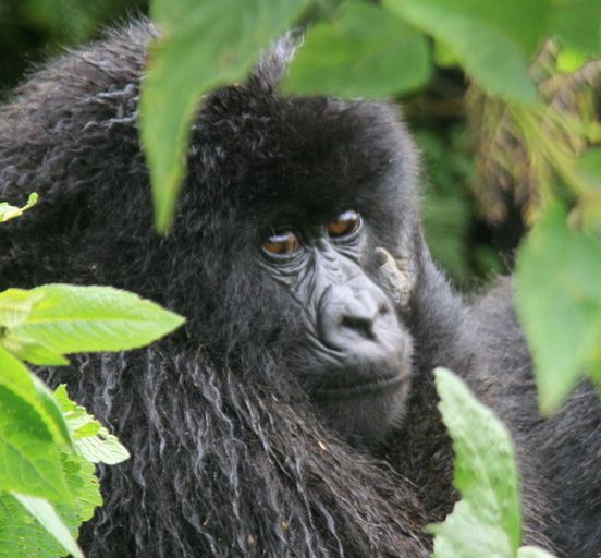 8 Day Uganda’s Ultimate Expedition: Chimps, Gorillas, and Lions