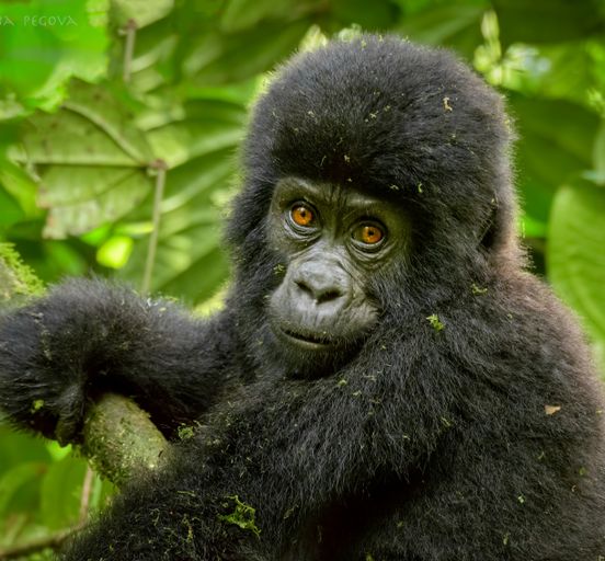 3 day Gorilla trekking Safari in Uganda