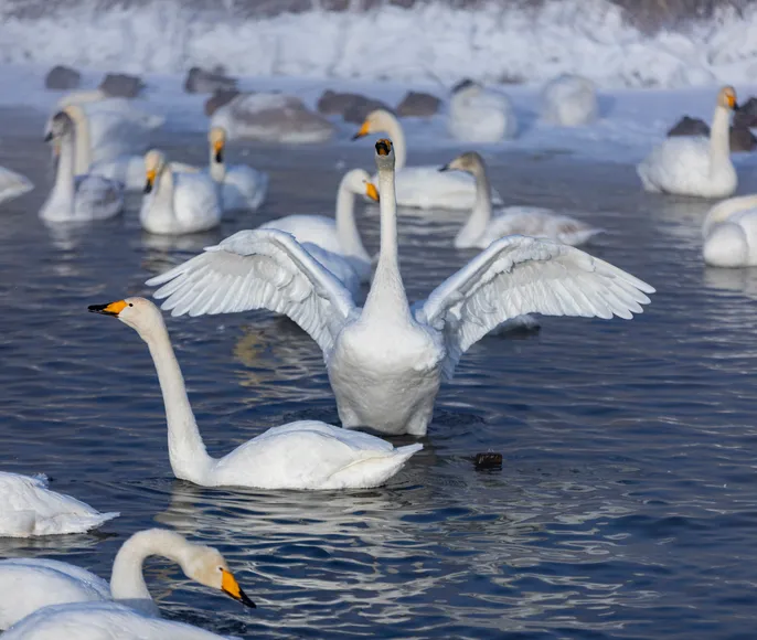 Новый год и Рождество на Алтае 2026