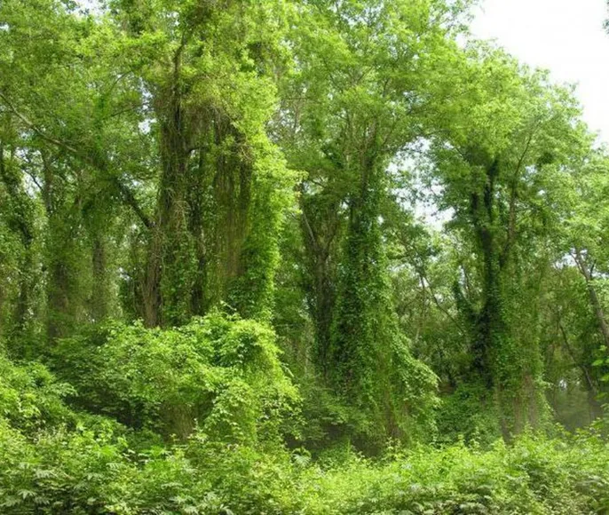 Самурский лес, Черный Песок и Купание