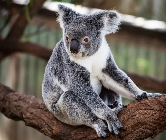 Экспедиция Terra incognita Australis