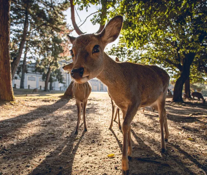 Японская Одиссея // Cheap