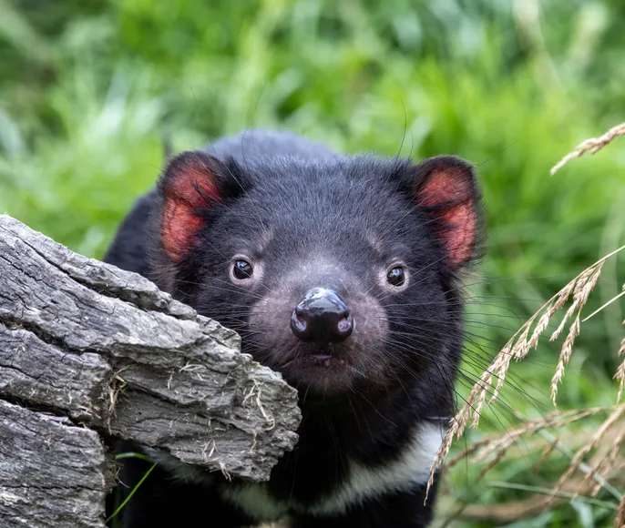 Австралия. Край земли Тасмания