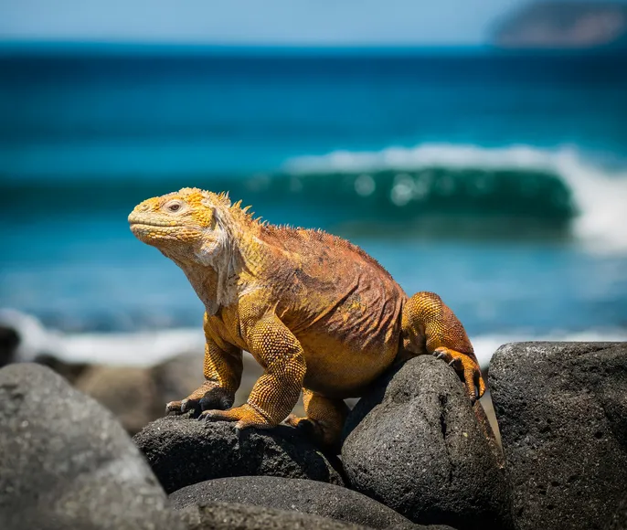 Эквадор и Галапагосы треккинг среди вулканов и альпак