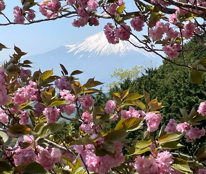 Япония : вечно прекрасная сакура 2025