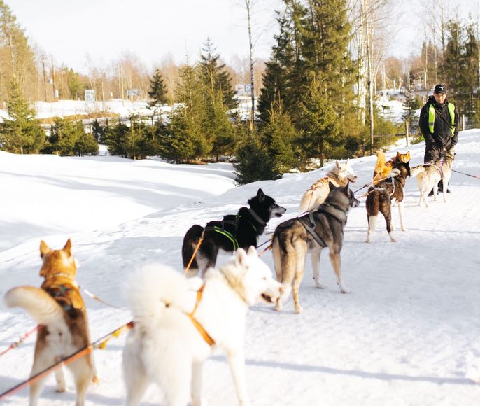 Новый Год в Карелии: ретропоезд, хаски, снегоходы и тайны Мраморного каньона