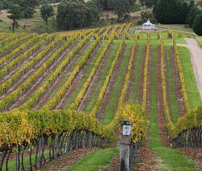 Частный люкс-тур с дегустацией вин в Hunter Valley