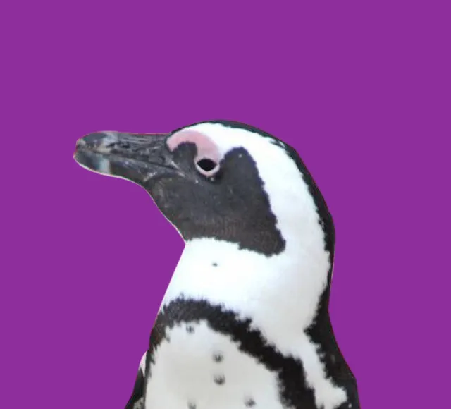 Юар: в гости к китам! Кейптаун, пингвины, киты и сафари.