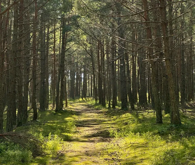 Куршская коса и ее Красота