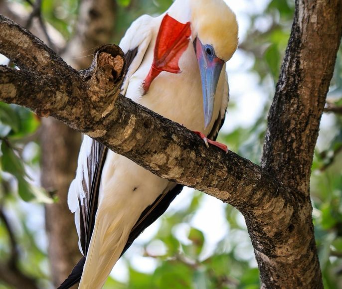 Папуа-Новая Гвинея