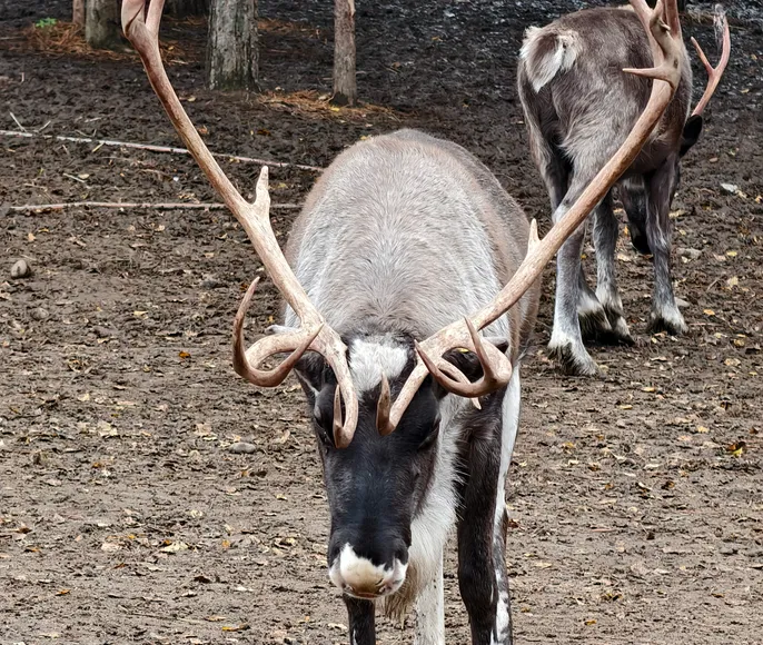 Карельская сказка-природа и легенды
