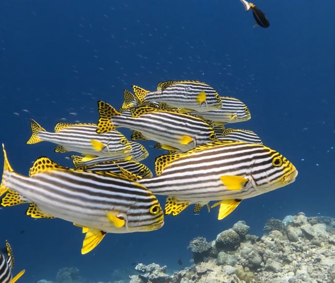 Мальдивы.   Wellness Flow