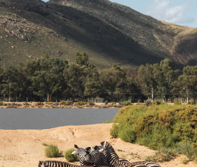 Южная Африка: Туда и Обратно